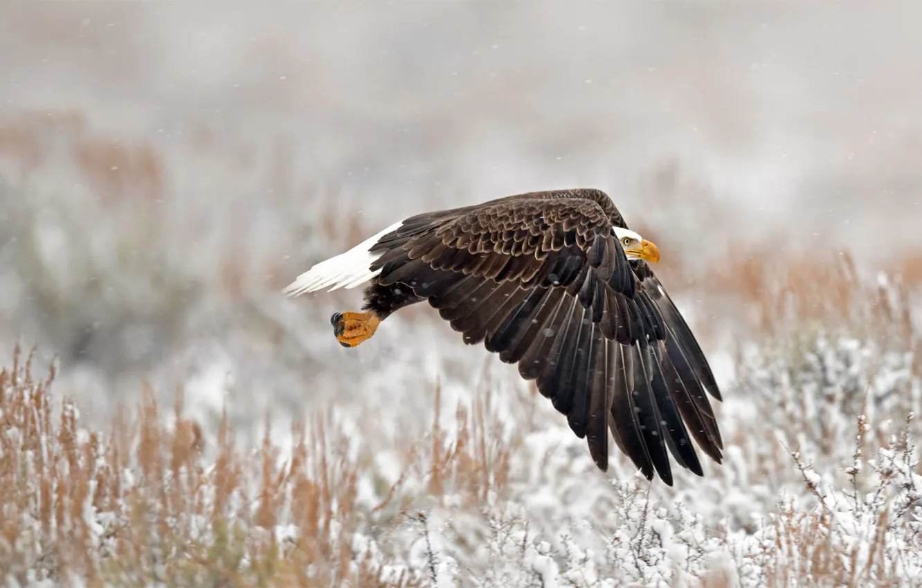 Photo wallpaper bird, Wyoming, bald eagle, Grand Teton