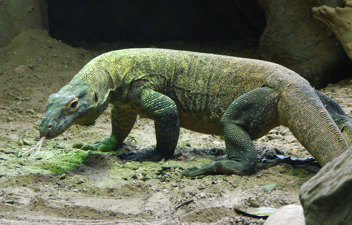 Photo wallpaper animal, lizard, Reptiles, Varane
