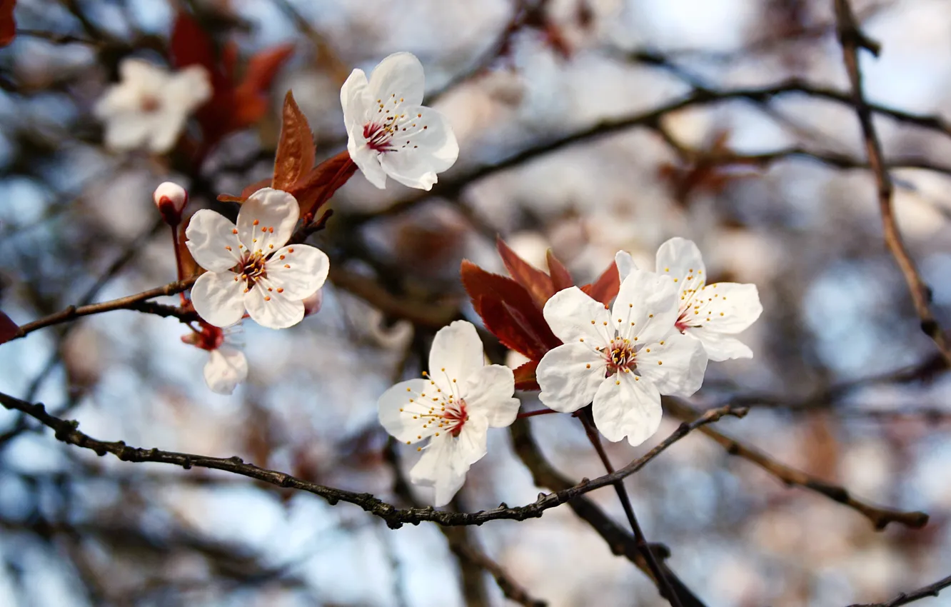 Photo wallpaper flowers, branches, spring, leaves, bokeh