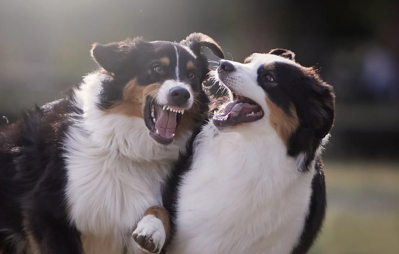 Photo wallpaper game, mood, two dogs, Australian shepherd, Aussie