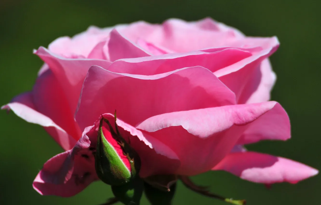 Photo wallpaper flowers, roses, petals, buds