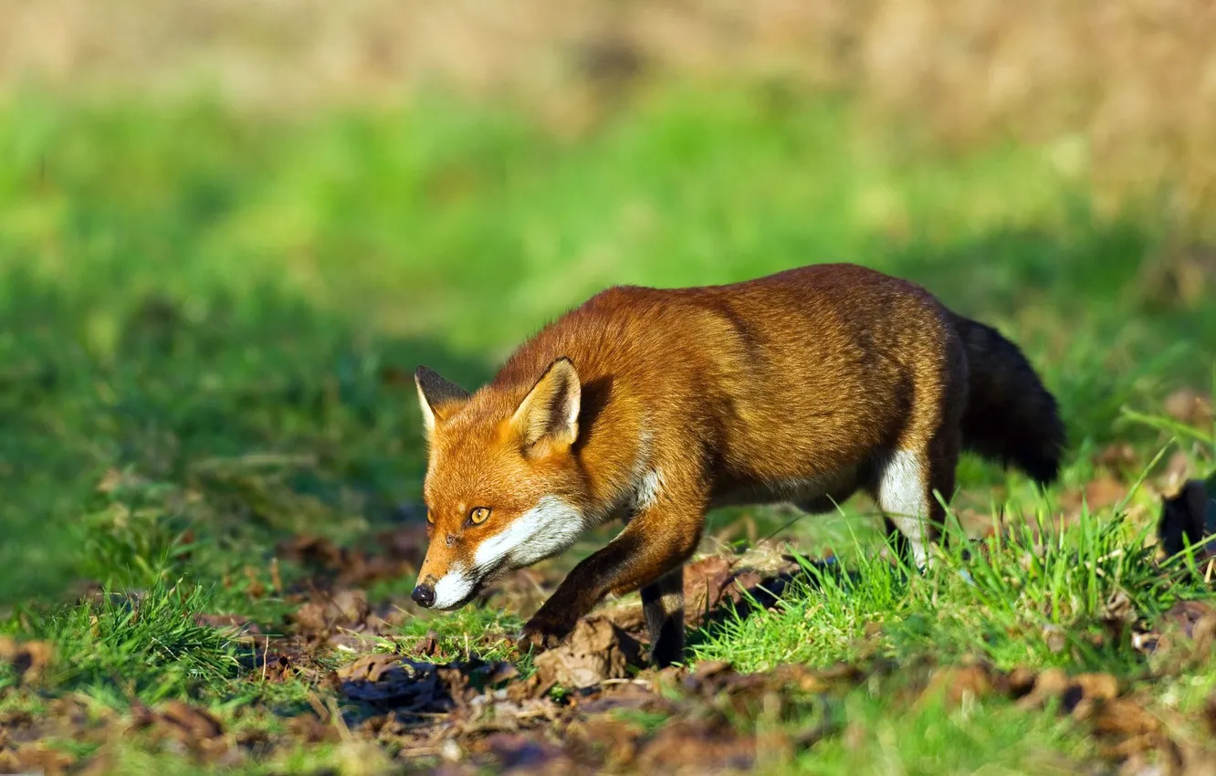 Photo wallpaper grass, green, background, Fox