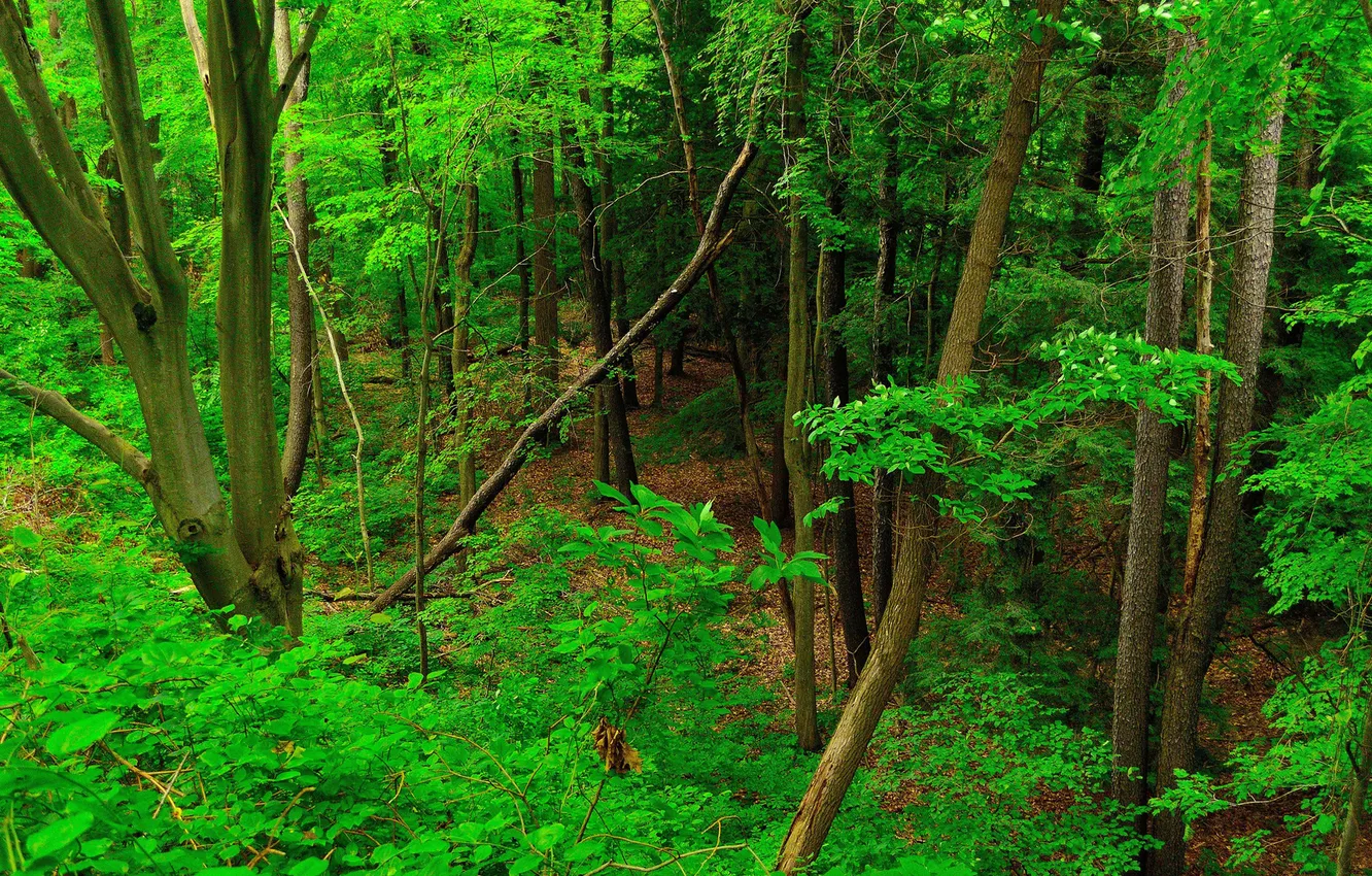 Photo wallpaper forest, leaves, trees