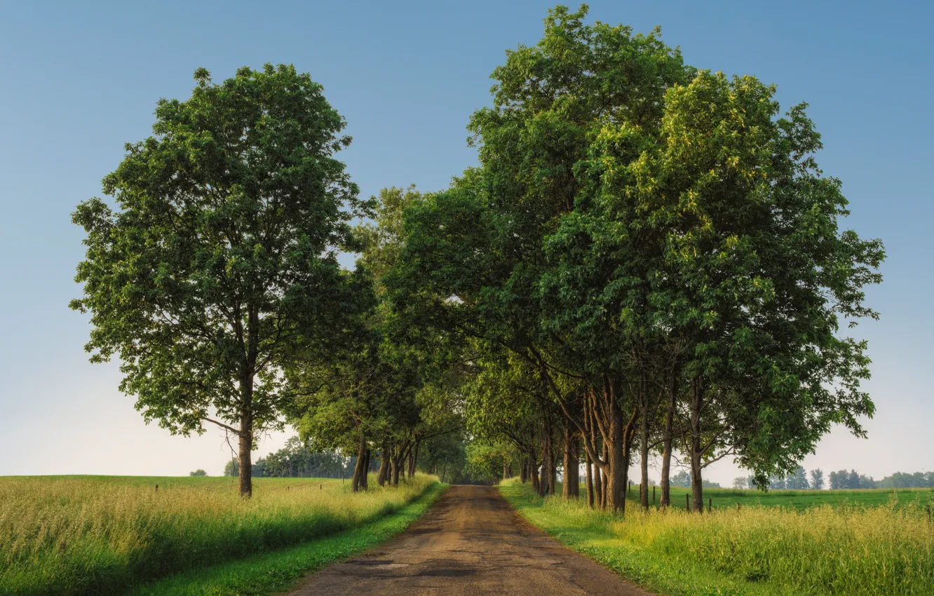 Photo wallpaper road, field, trees