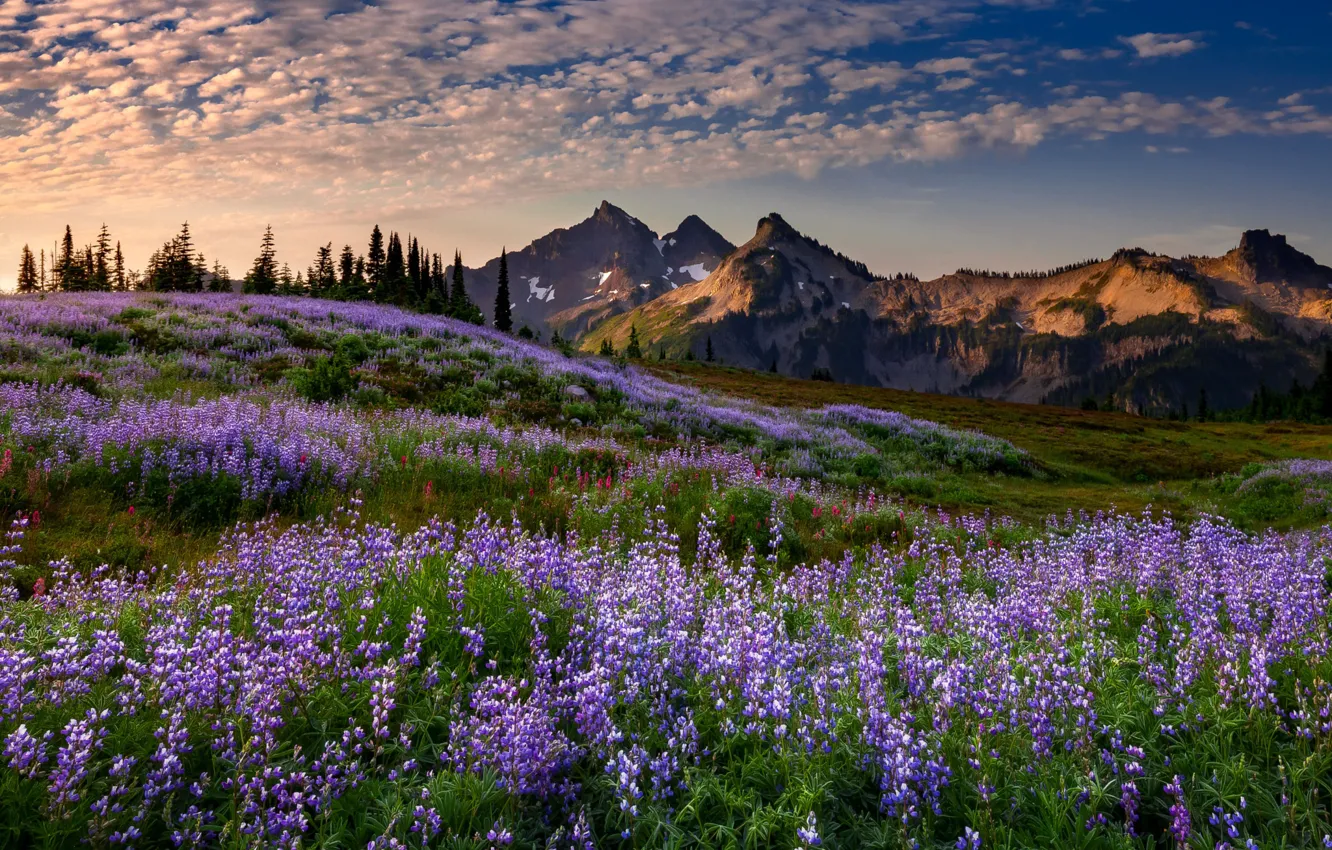Photo wallpaper the sky, flowers, mountains, the evening, meadow, Doug Shearer
