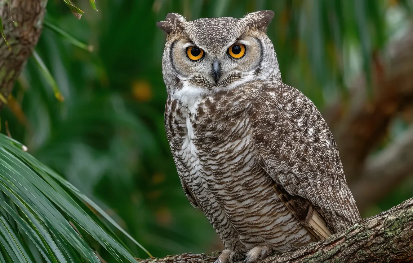 Photo wallpaper look, leaves, nature, pose, owl, bird, log, bokeh