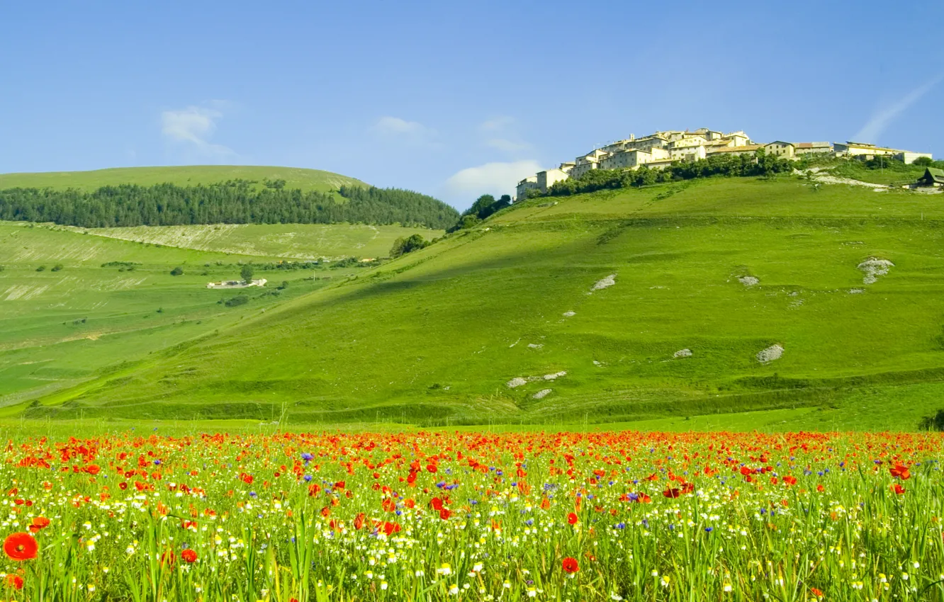 Photo wallpaper field, forest, landscape, flowers, nature, hills, Maki, home