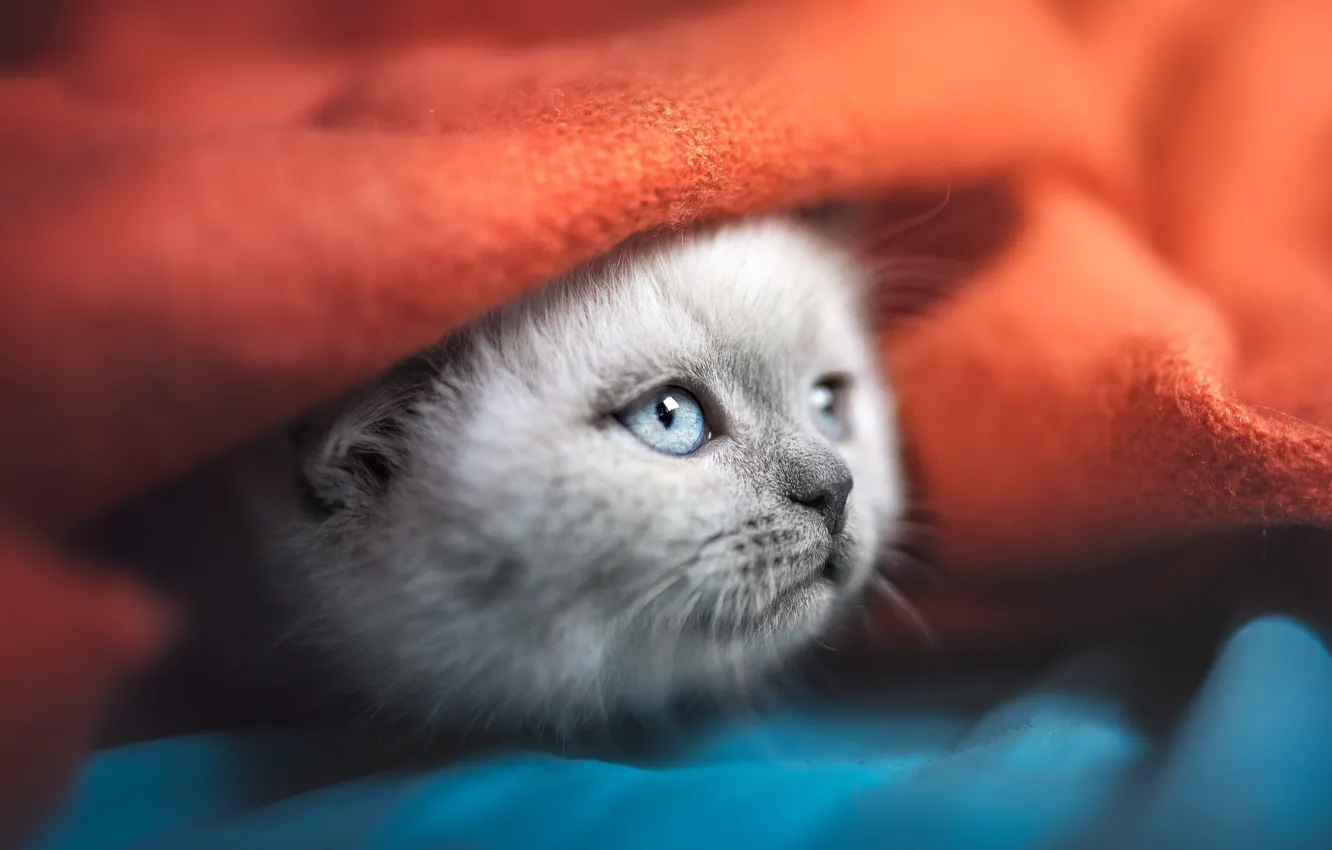 Photo wallpaper cat, blue, red, grey, sweetheart, blanket, bed, plaid