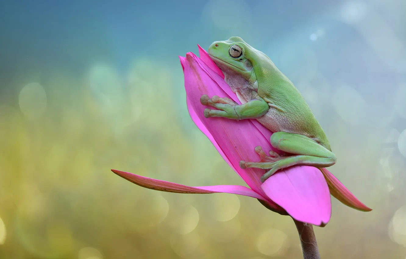 Photo wallpaper flowers, green, background, frog, pink, bokeh, Nymphaeum, water Lily