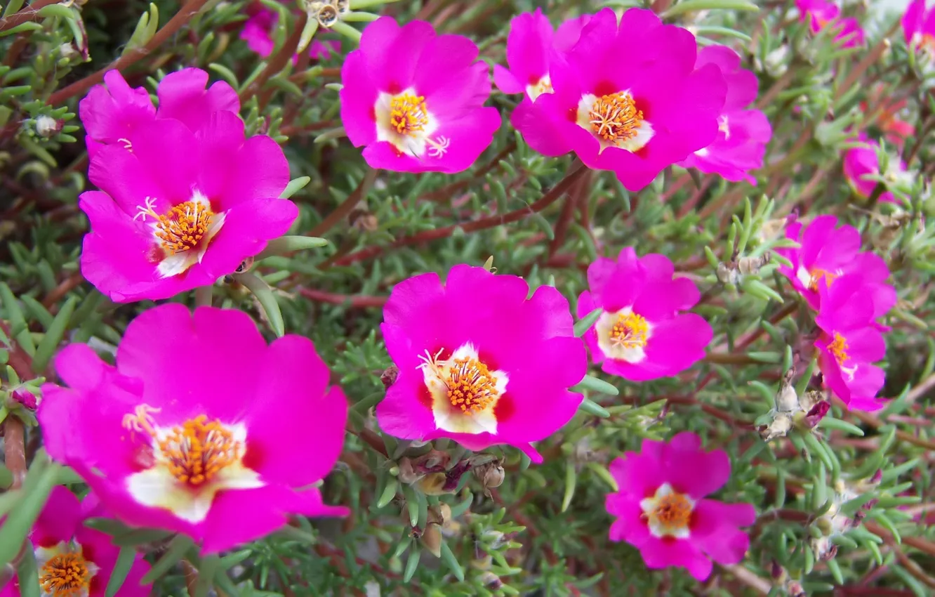 Photo wallpaper flowers, purslane, hot pink, Meduzanol ©