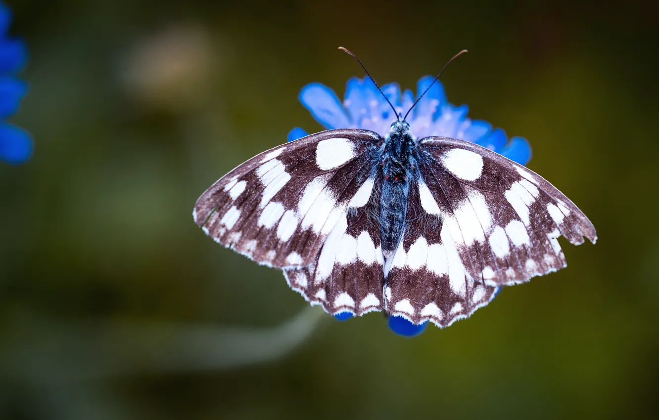 Photo wallpaper macro, green, background, nature, motley, blue, insect, butterfly