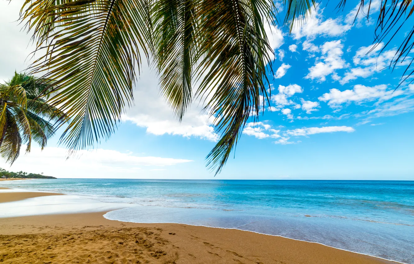 Photo wallpaper sand, sea, wave, beach, summer, the sky, palm trees, shore