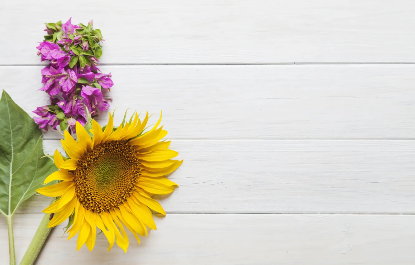 Photo wallpaper flowers, background, sunflower