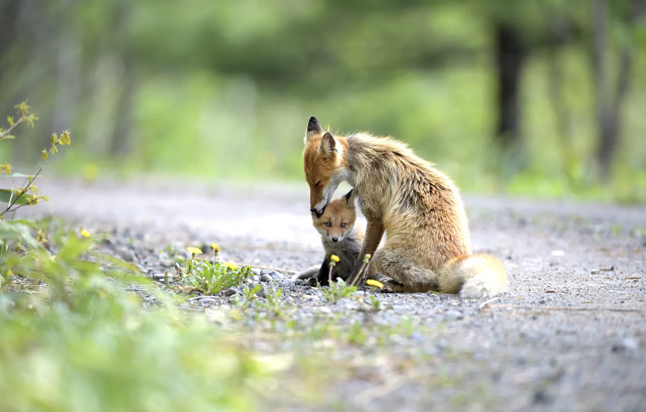 Photo wallpaper road, forest, nature, pose, baby, Fox, Fox, mother