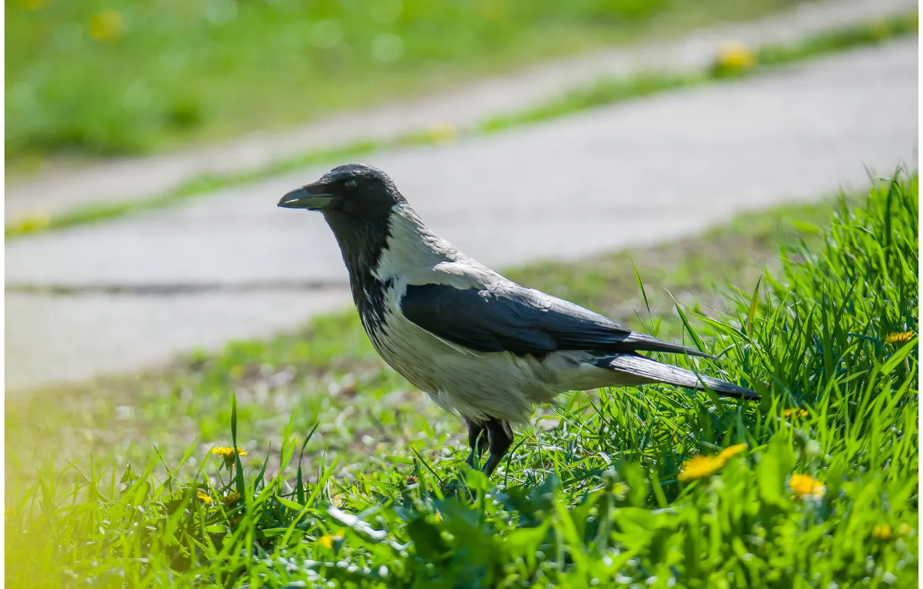 Photo wallpaper look, bird, spring, grey crow