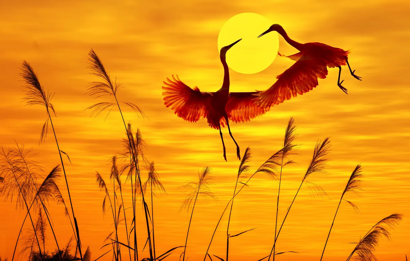 Photo wallpaper the sun, nature, bird, zharavli
