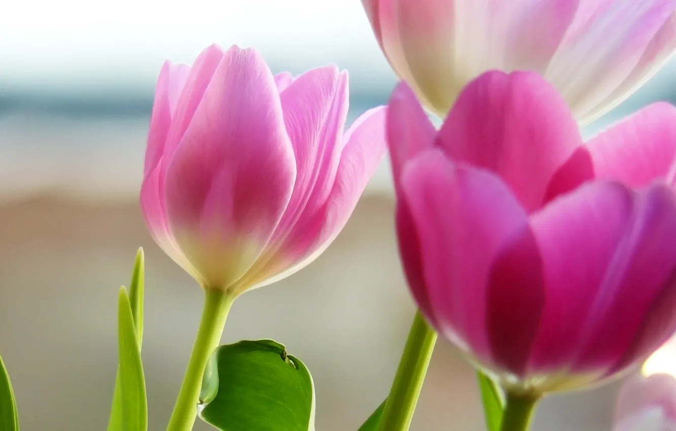 Photo wallpaper flowers, petals, tulips, pink
