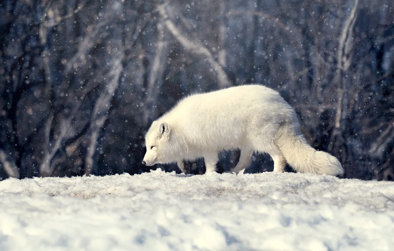Photo wallpaper winter, forest, snow, branches, pose, the snow, profile, walk