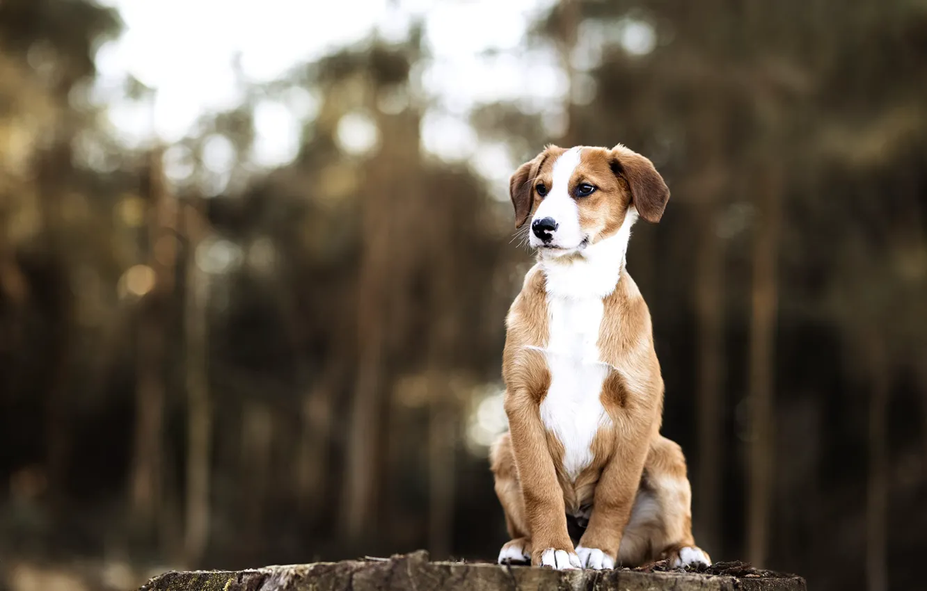Photo wallpaper forest, look, nature, stump, dog, puppy, sitting, bokeh