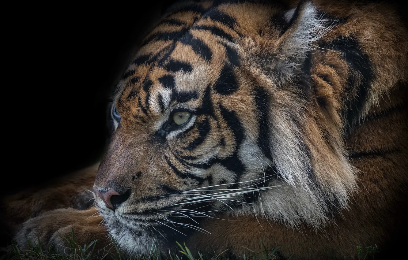 Photo wallpaper face, tiger, beast