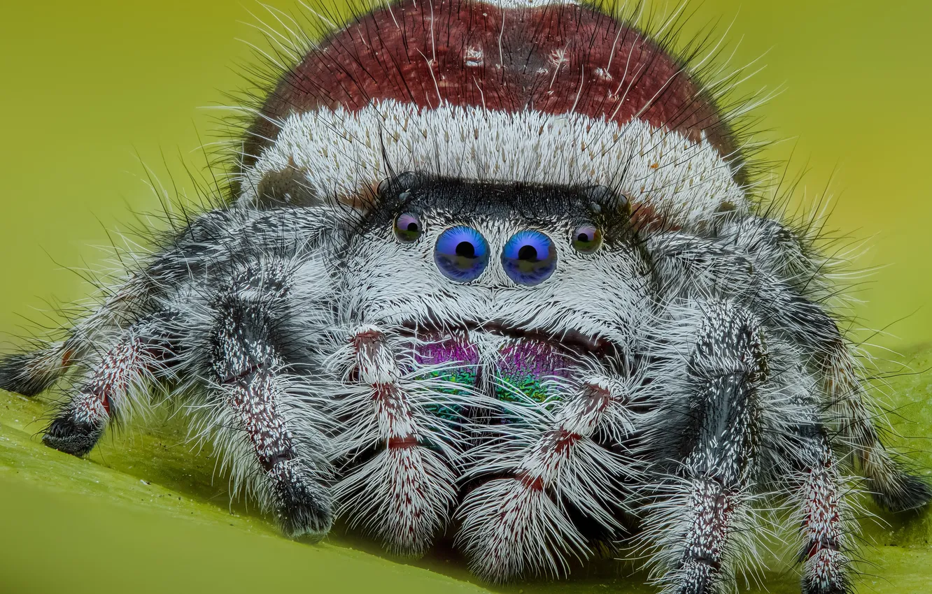 Photo wallpaper eyes, spider, insect, Spider, Tran The Ngoc