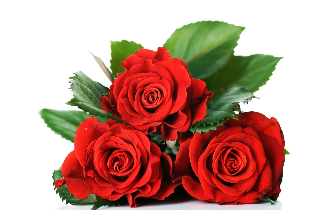 Photo wallpaper leaves, red, roses, three, white background, buds, bokeh