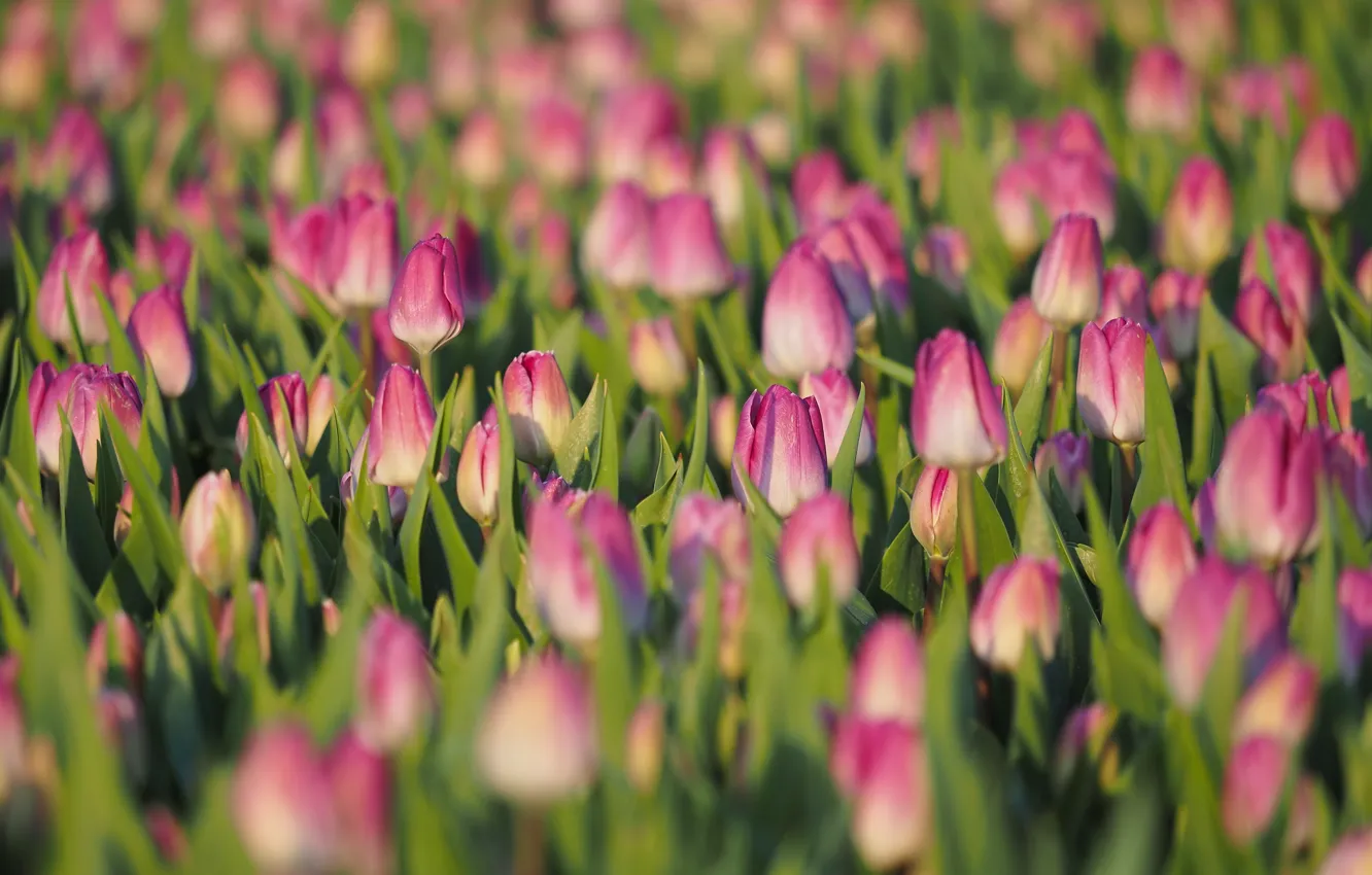 Photo wallpaper field, flowers, spring, tulips, pink, buds, a lot