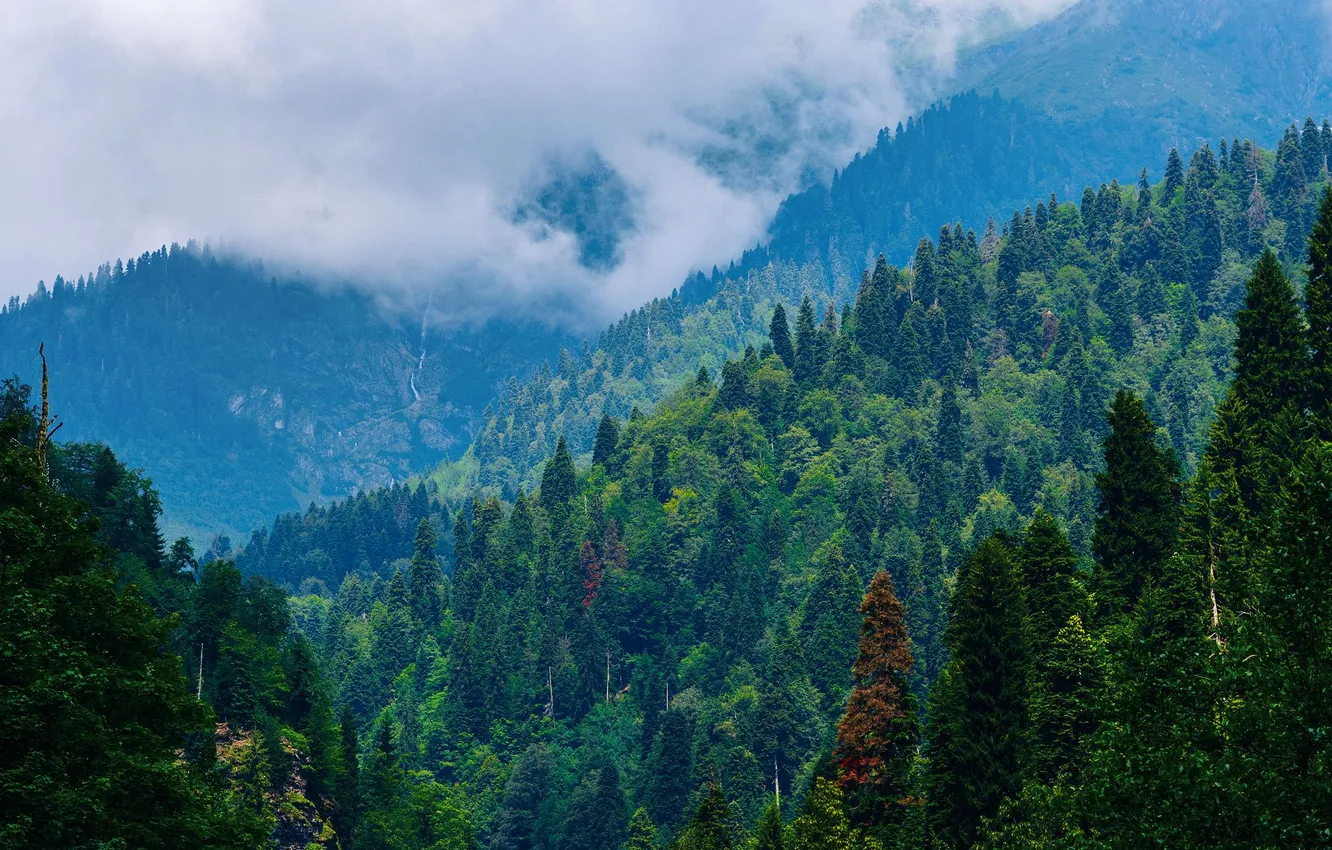 Photo wallpaper forest, clouds, trees, nature, Abkhazia, Vadim Mironov