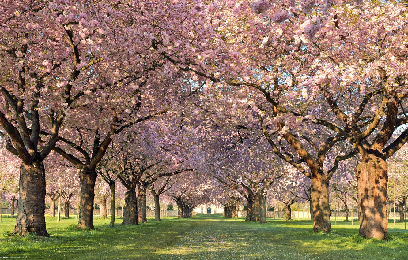 Photo wallpaper trees, flowers, nature, spring, petals, alley