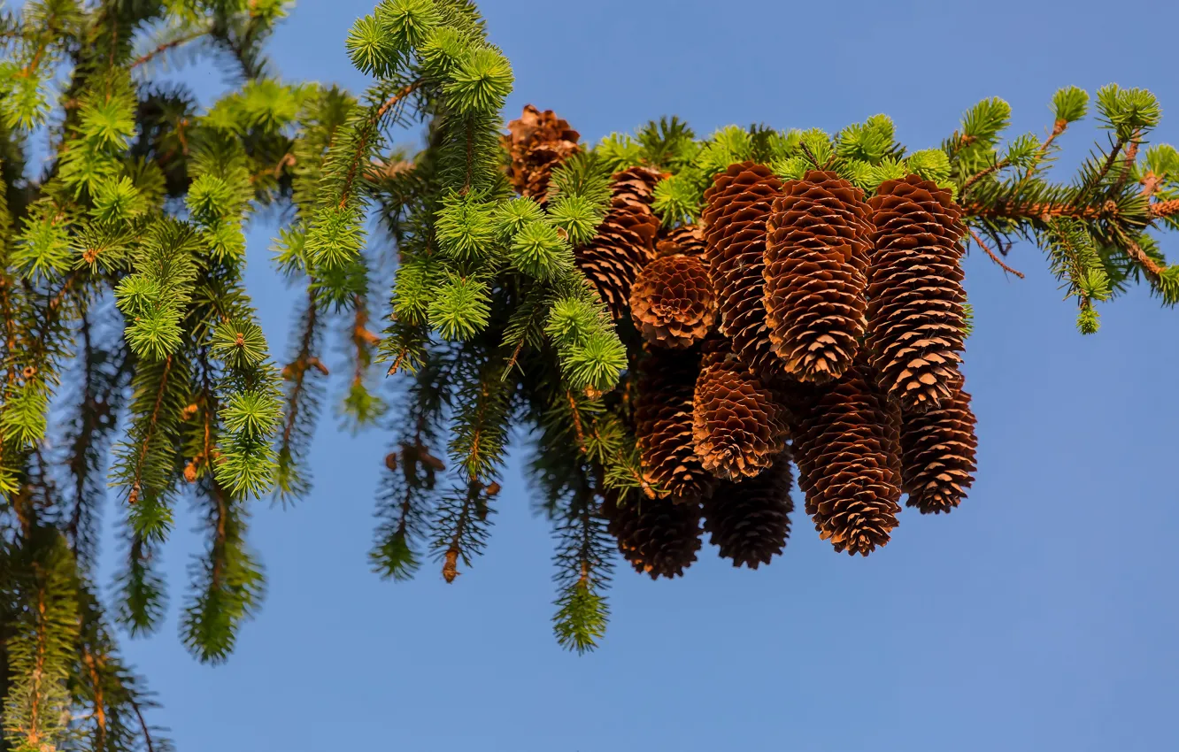 Photo wallpaper the sky, branches, needles, bumps