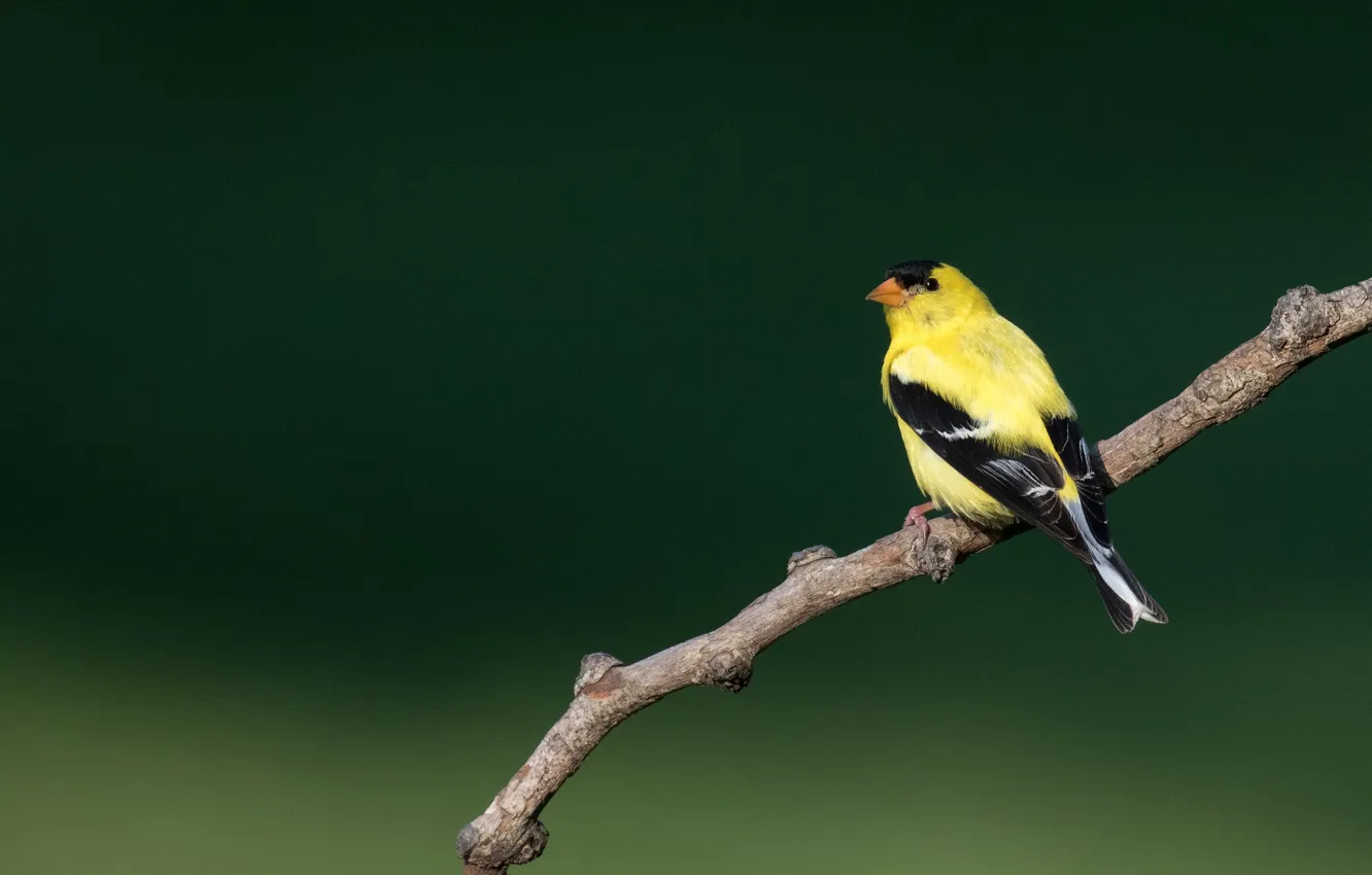 Photo wallpaper eyes, bird, black, branch