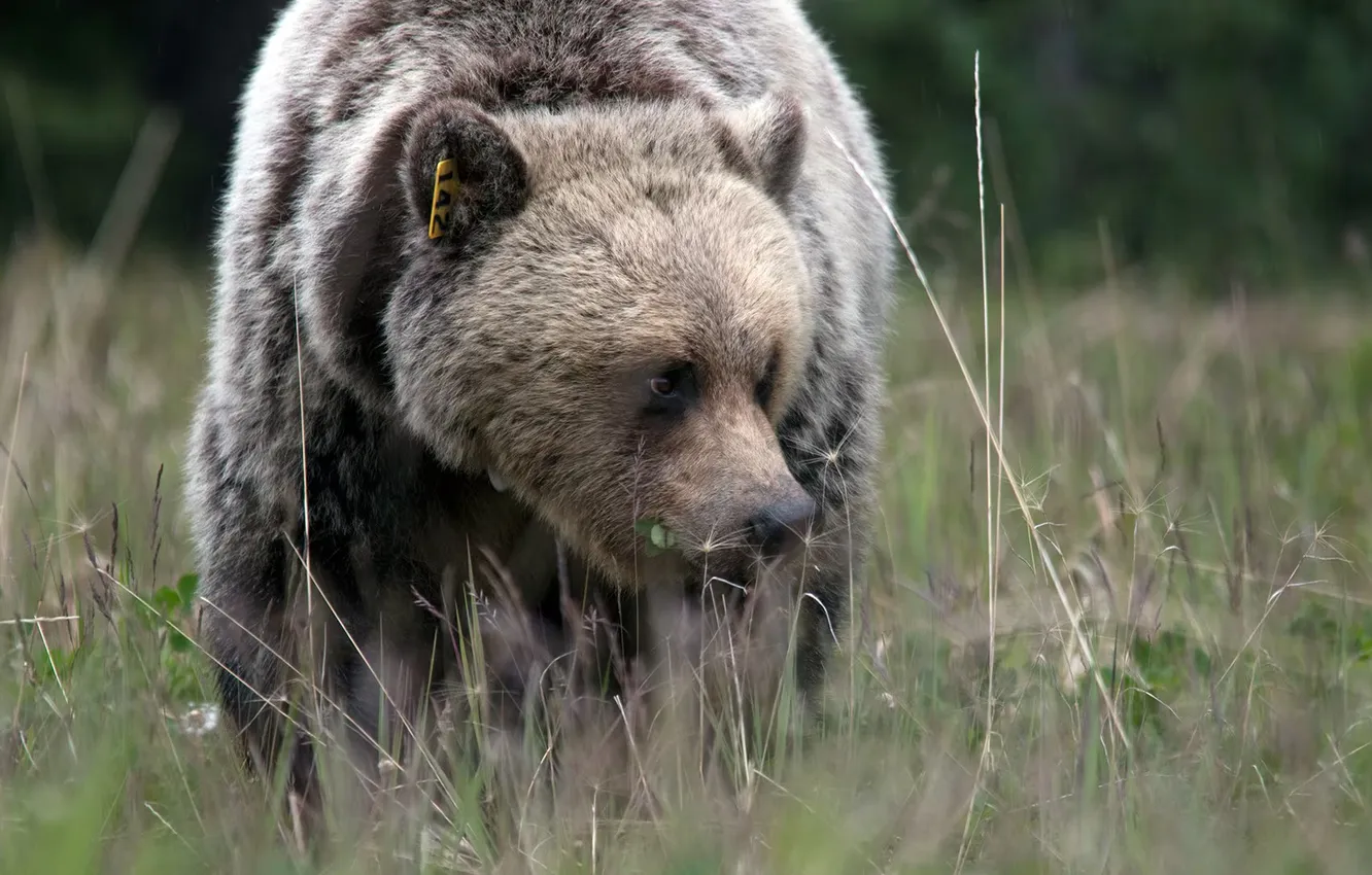 Photo wallpaper bear, Predator, animal, wildlife