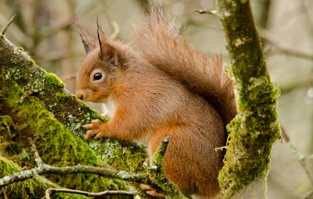 Photo wallpaper red, squirrel, animal