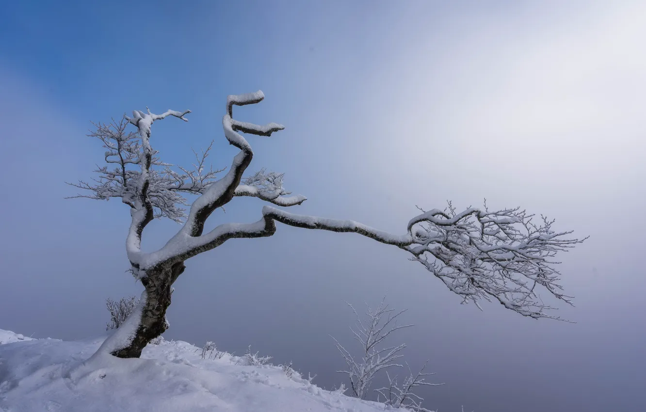 Photo wallpaper snow, nature, fog, tree
