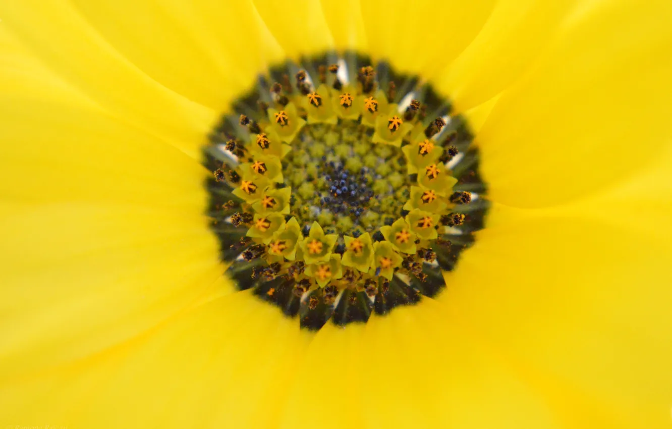 Photo wallpaper flower, yellow, petals