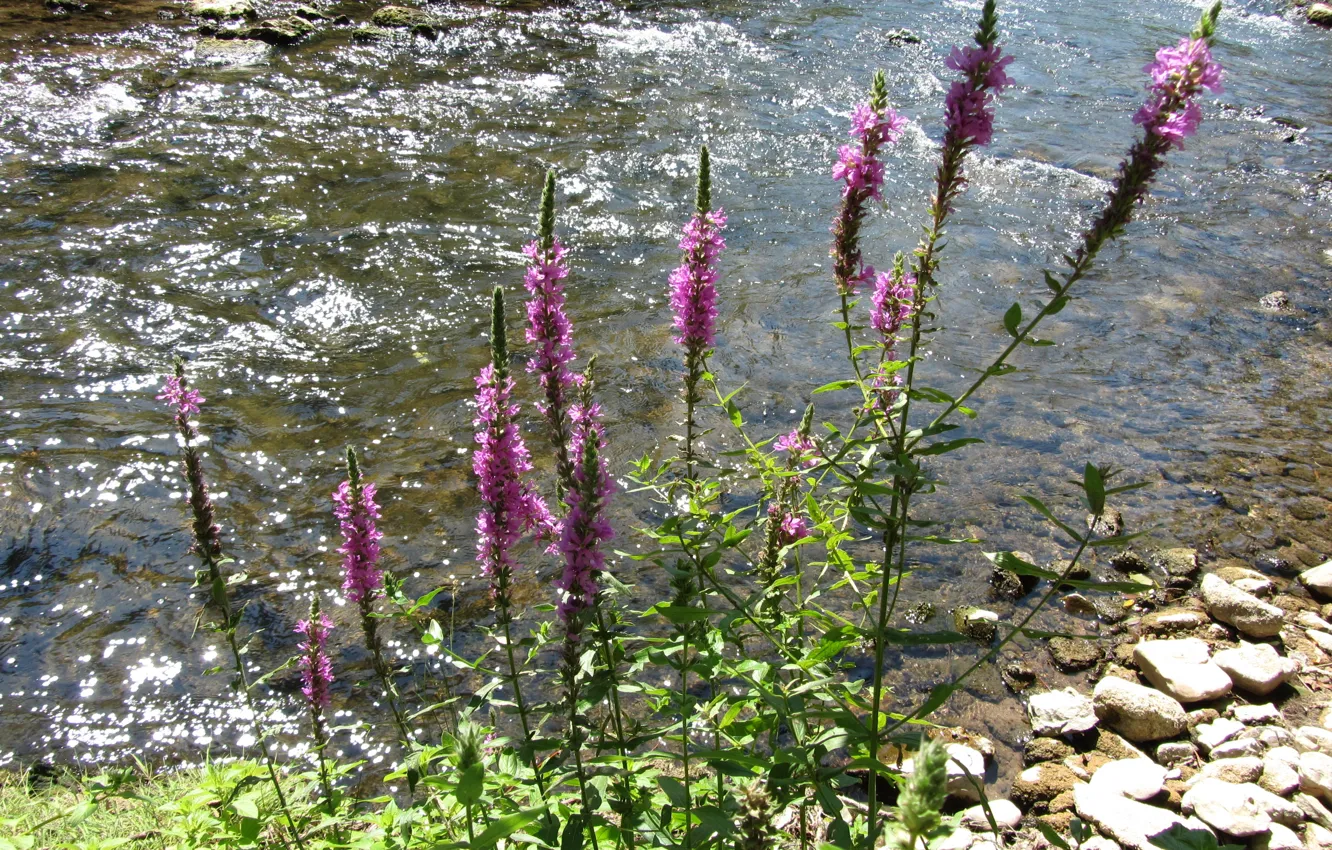 Photo wallpaper river, nature, Flowers