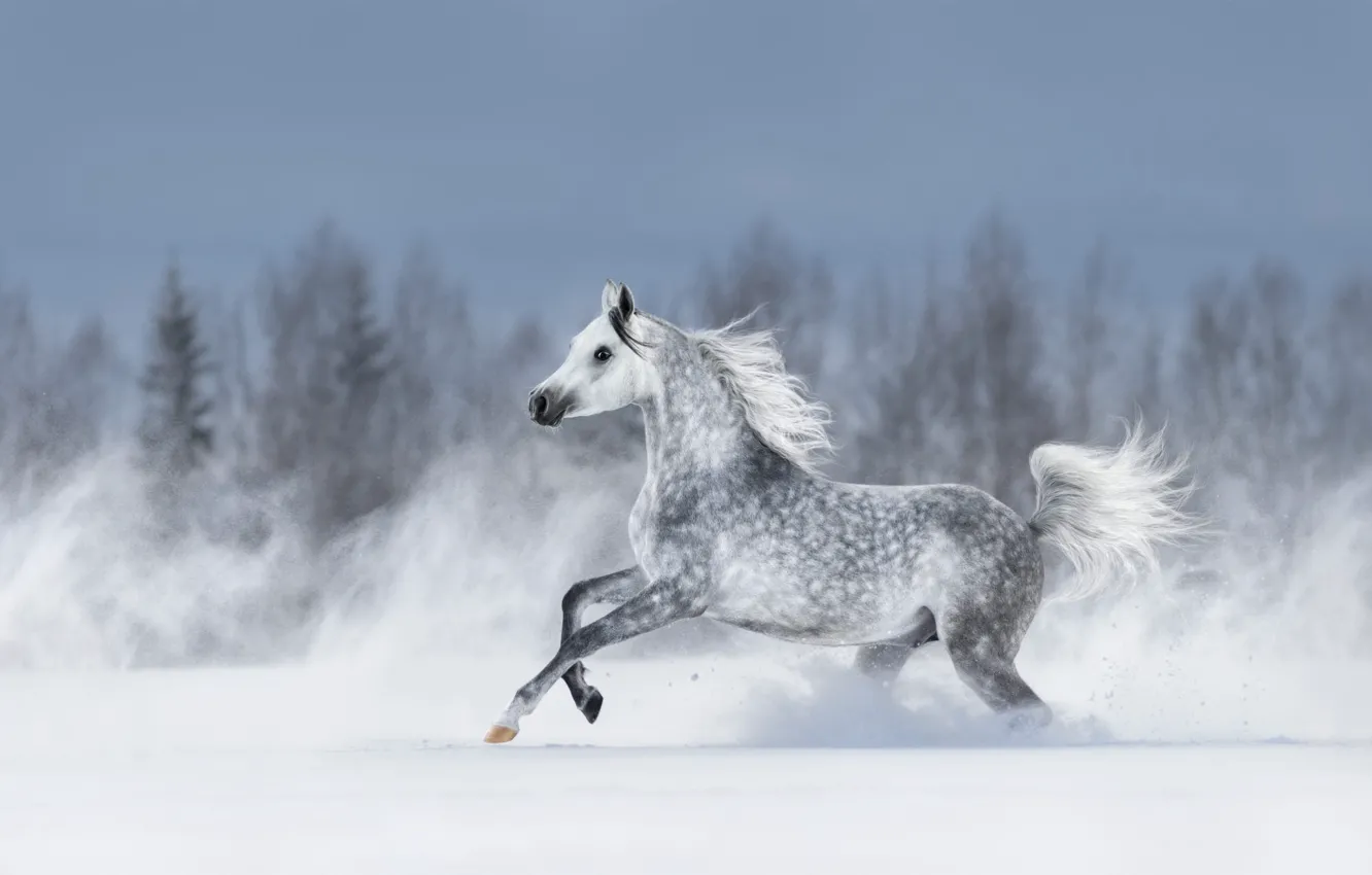 Photo wallpaper winter, forest, the sky, snow, grey, horse, the wind, horse