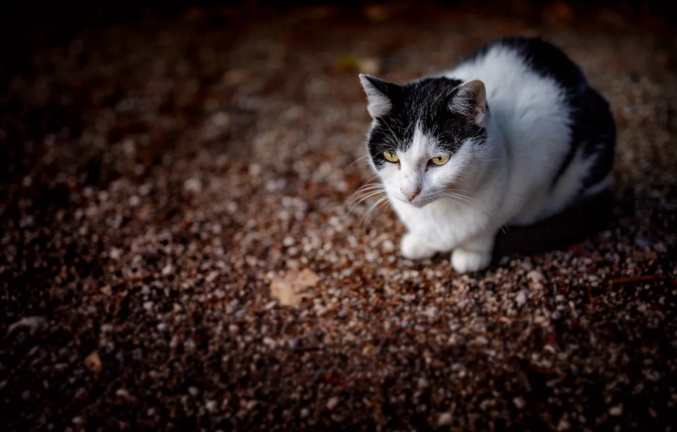 Photo wallpaper cat, cat, bokeh