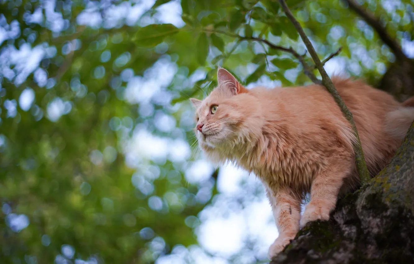 Photo wallpaper cat, cat, tree, on the tree, cat