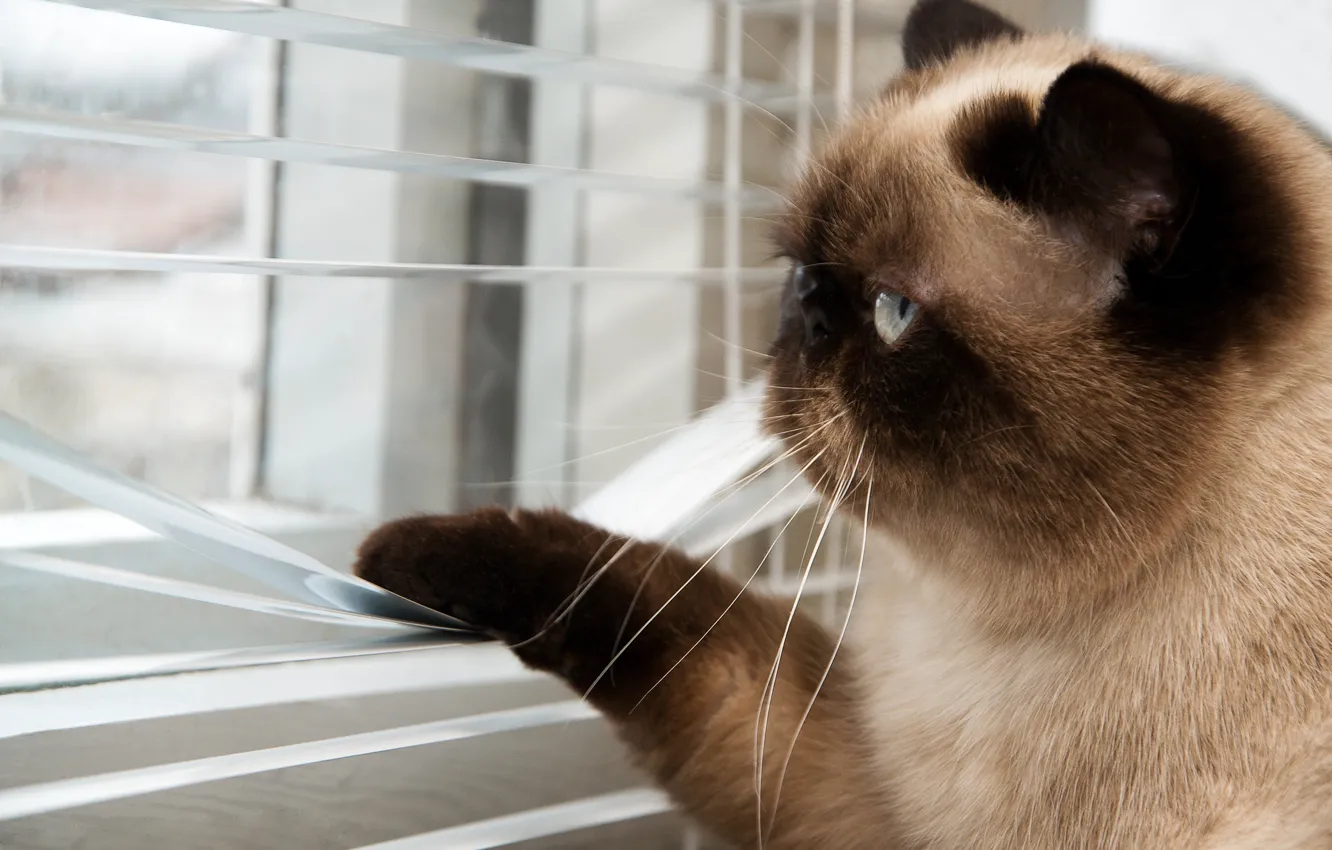 Photo wallpaper cat, mustache, street, paws, blur, window, tail, looks