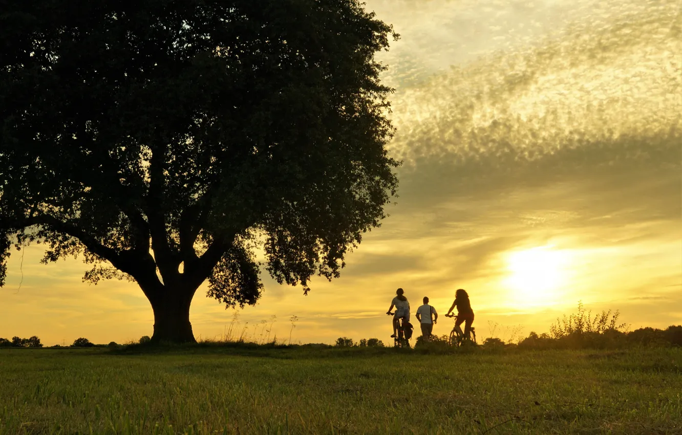 Photo wallpaper field, summer, the sky, grass, the sun, clouds, light, trees