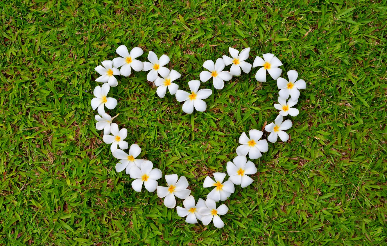 Photo wallpaper grass, love, flowers, heart, love, grass, heart, romantic