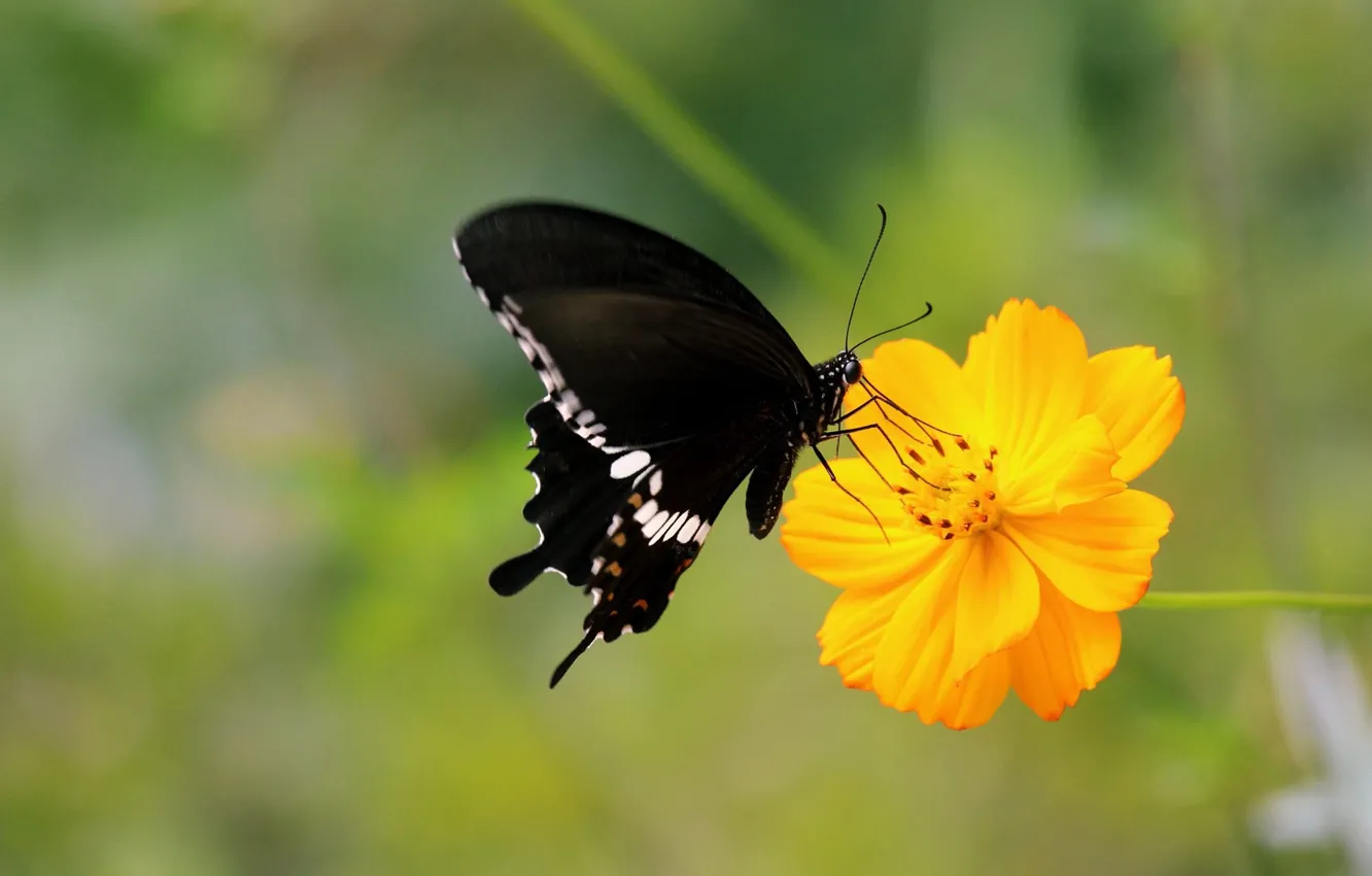 Photo wallpaper macro, flowers, yellow, butterfly, black