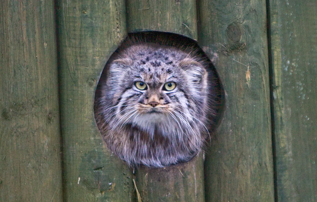 Photo wallpaper cat, look, face, manul