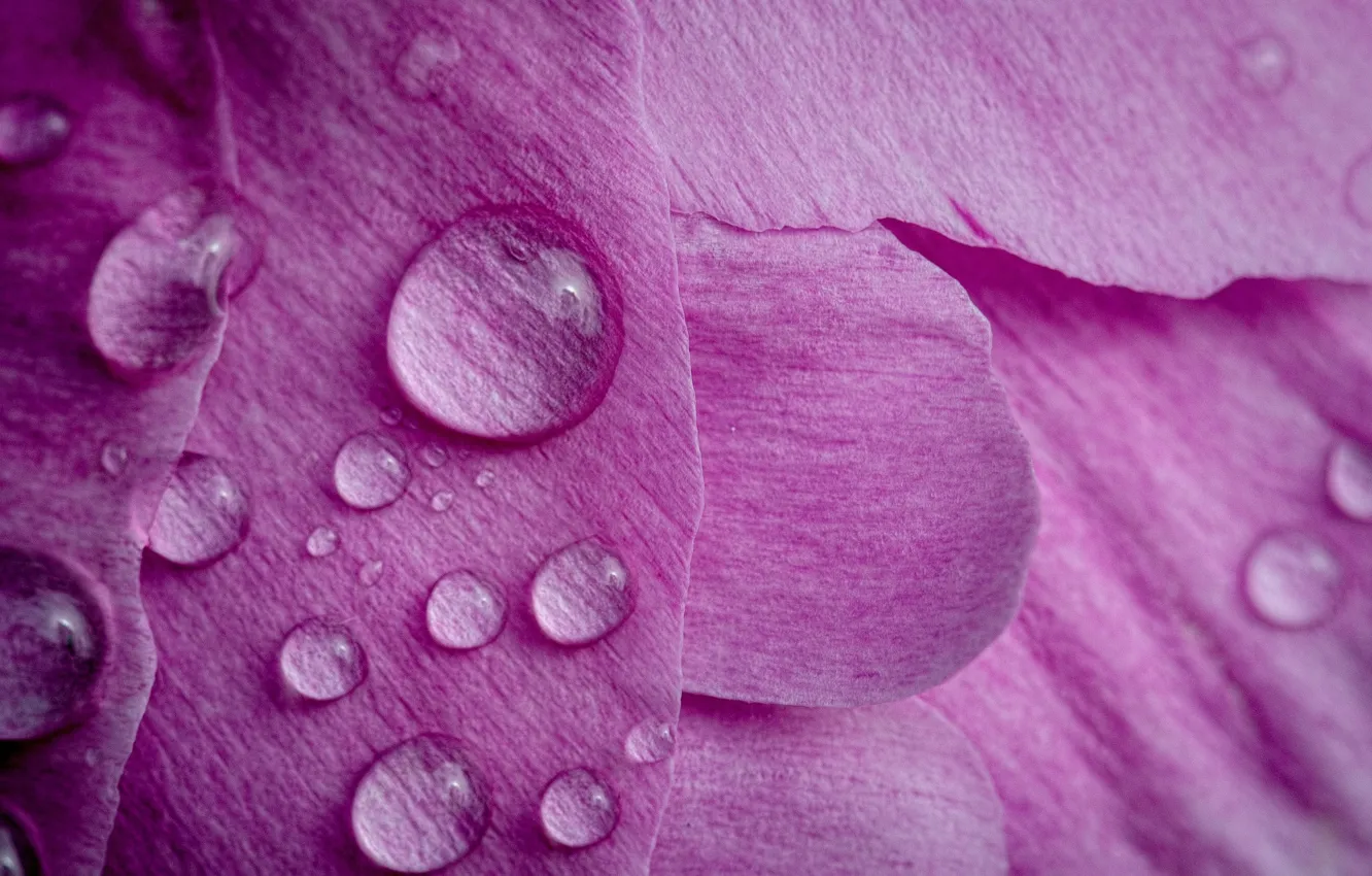 Photo wallpaper flower, drops, macro, petals, peony