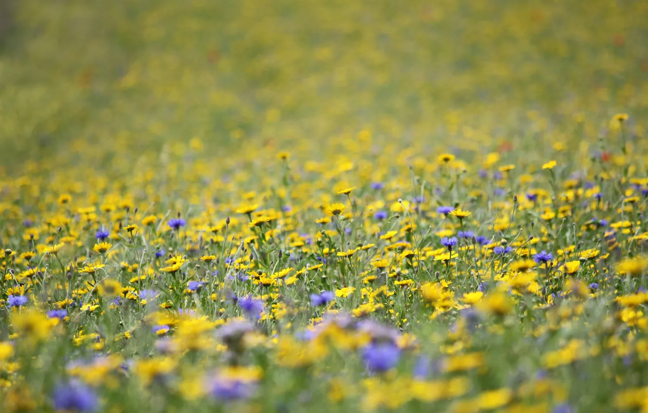 Photo wallpaper field, grass, flowers, meadow