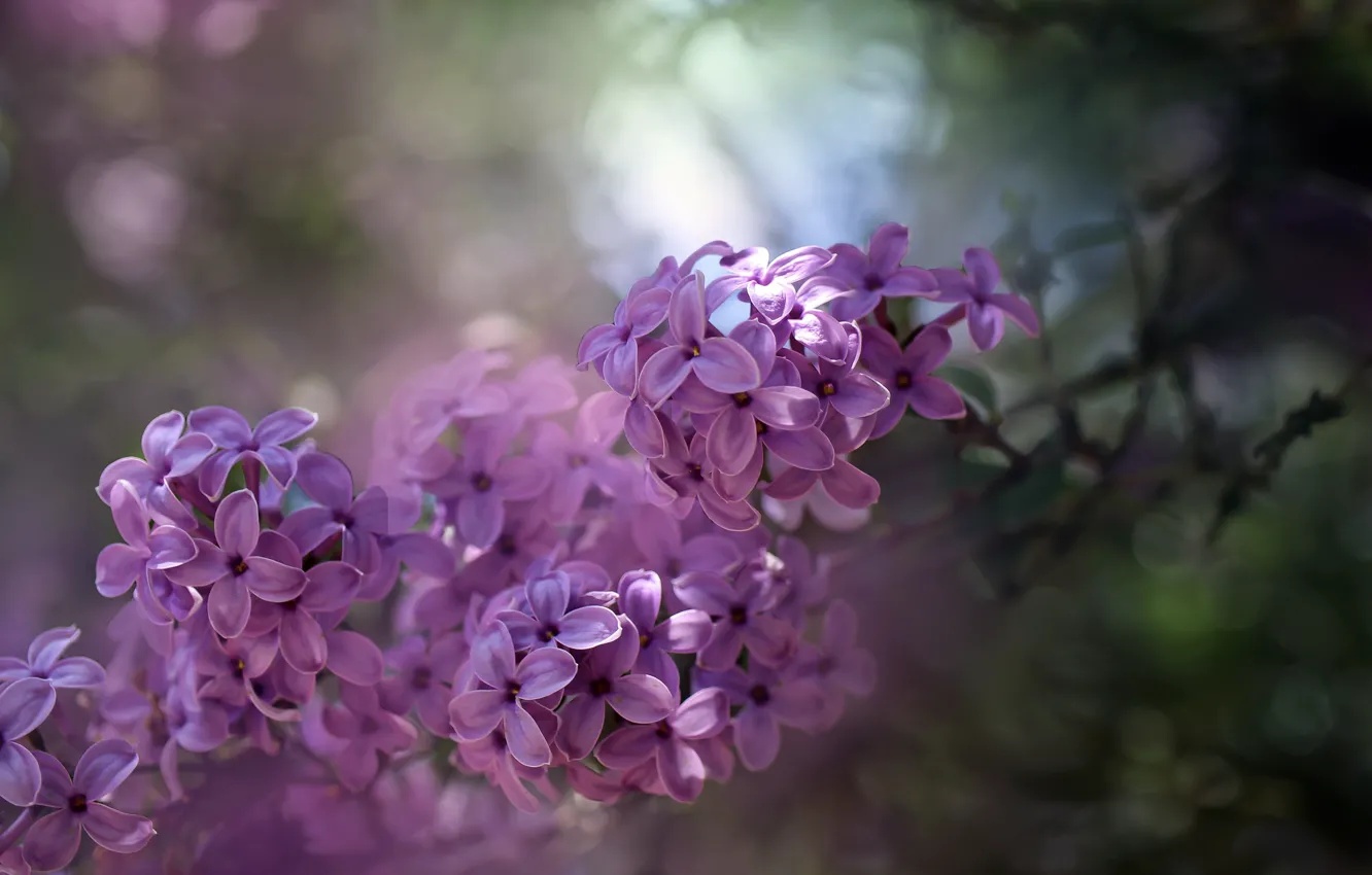 Photo wallpaper macro, nature, branch, spring, bunch, flowers, lilac