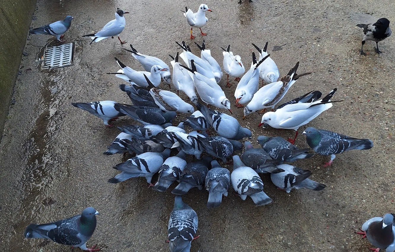 Photo wallpaper Gulls, Pigeons, Seabirds