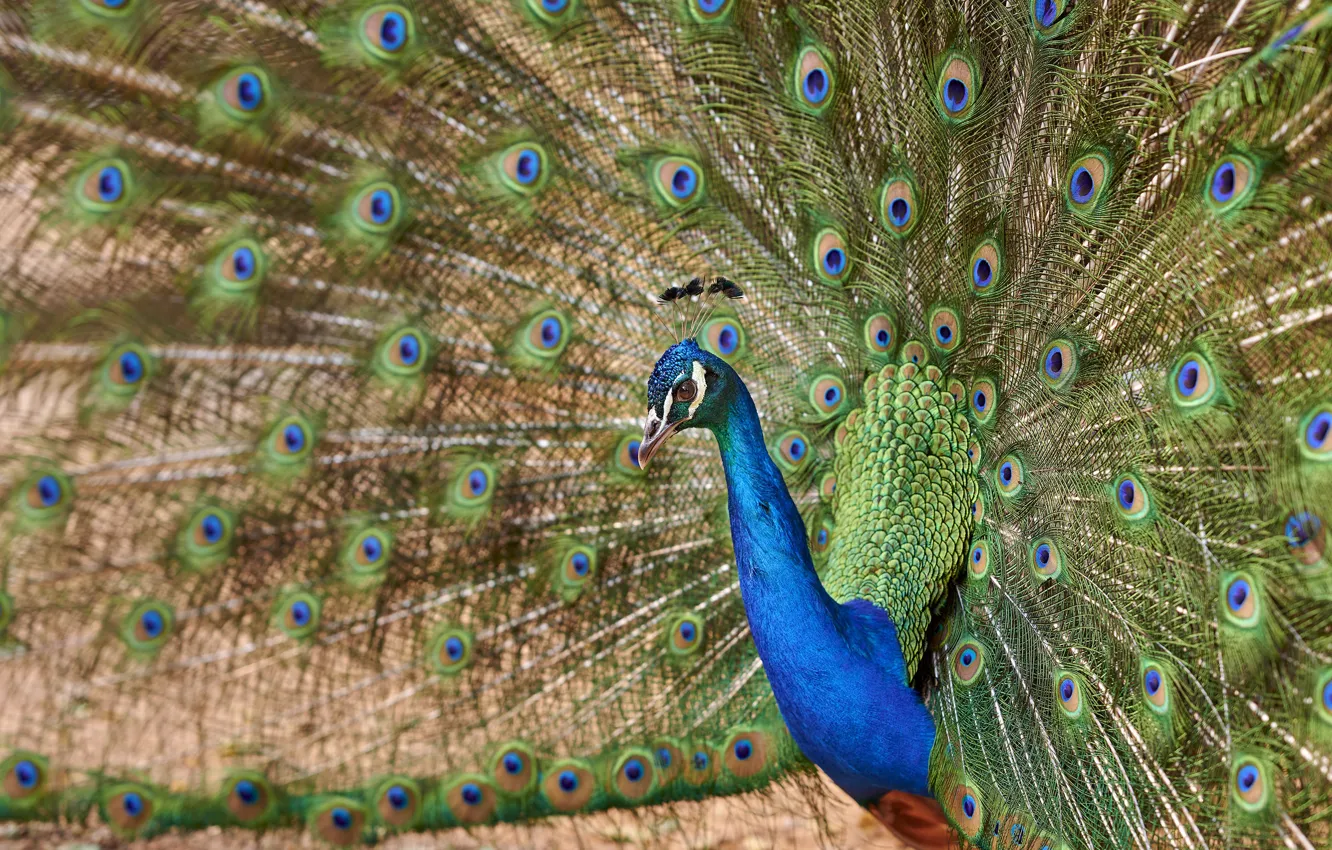 Photo wallpaper bird, feathers, tail, peacock, bokeh
