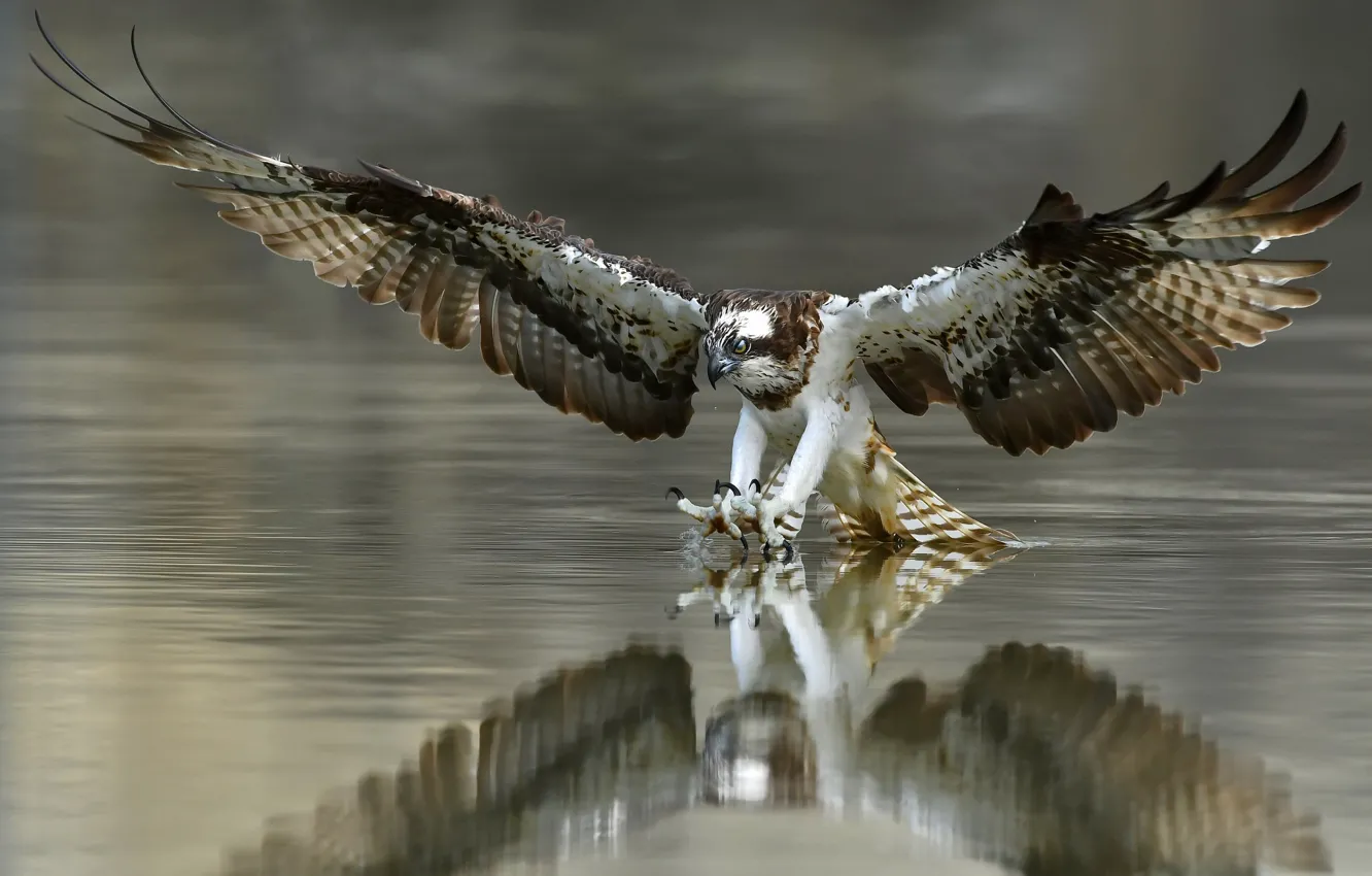 Photo wallpaper nature, bird, osprey
